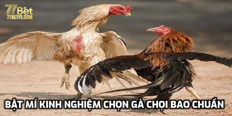 Bật mí kinh nghiệm chọn gà chọi bao chuẩn