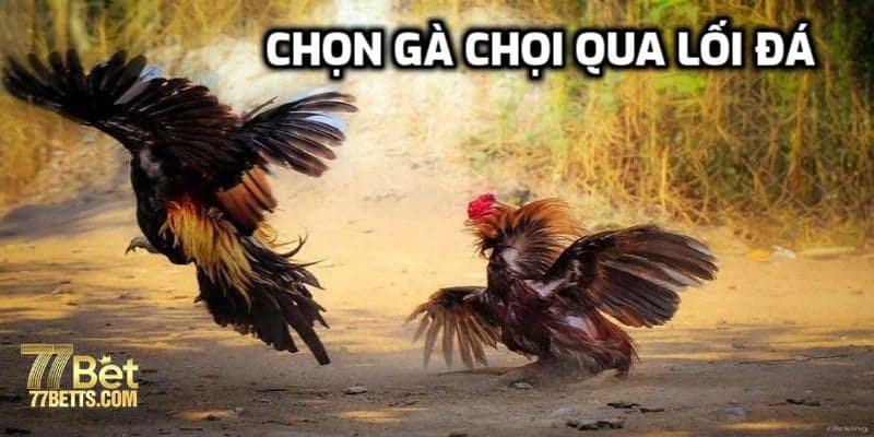 Chọn gà chọi qua lối đá