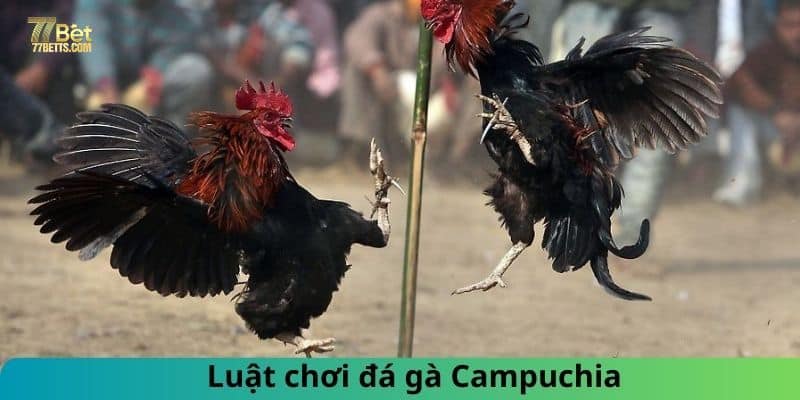 Luật chơi trong đá gà Campuchia cược thủ cần nắm