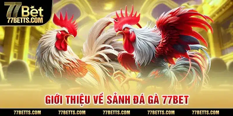 Đá gà 77BET hiện là điểm đến đáng đầu tư của người chơi