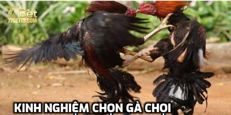 Kinh nghiệm chọn gà 77bet