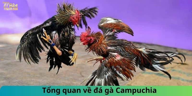 Tổng quan về đá gà Campuchia